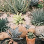 Border Plants: Best Picks for Every Garden Style