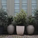 Container Vegetable Garden: Beginner Tips