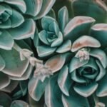 Drought Tolerant Plants for a Thriving Garden