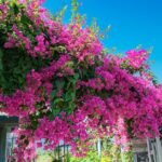 Fragrant Garden Plants for a Scented Outdoor Space
