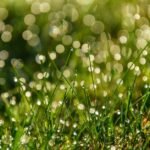 Lawn Watering Guide: Tips for a Healthy Yard