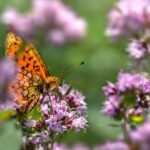Pollinator Friendly Plants for a Thriving Garden