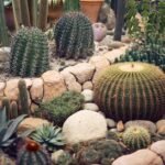 Rockery Plants: Best Picks for Your Rock Garden