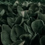 Shade Loving Plants for Every Garden